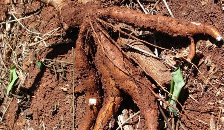 CONINAGRO: cuatro actividades en verde, seis en amarillo y nueve en rojo en febrero de 2026