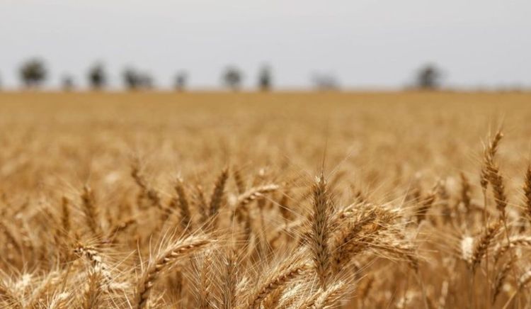 Trigo 2026/27: El laberinto de márgenes que deja el conflicto en Medio Oriente