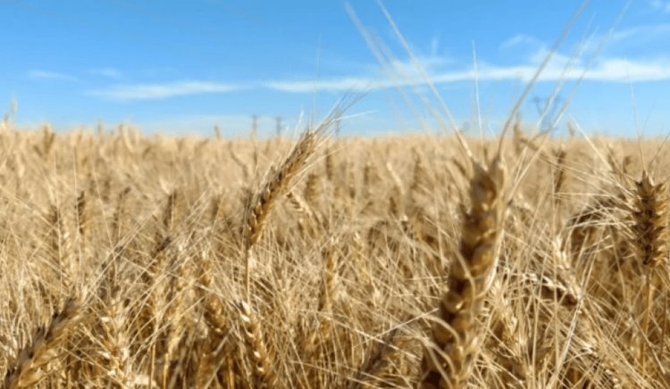 Argentina lanzó herramientas propias para medir la huella de carbono de crucíferas y ganar soberanía técnica en mercados internacionales