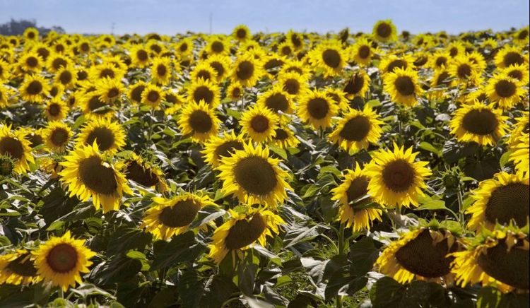 Diez complejos agroindustriales alcanzaron volúmenes récord de exportación en el primer bimestre de 2026