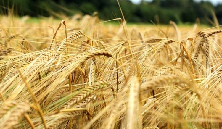 Los márgenes proyectados de la cebada 2026/27 son negativos y el cultivo podría quedar reducido a un rol de servicio