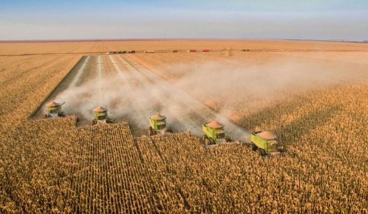 Brasil proyecta cosecha récord de soja de 179,2 Mt mientras Argentina enfrenta retrasos por lluvias y estima 48 Mt