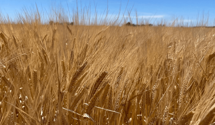 La Bolsa de Cereales de Bahía Blanca reportó primeros rindes de soja de hasta 45 quintales pero las lluvias frenan el avance de cosecha en la región