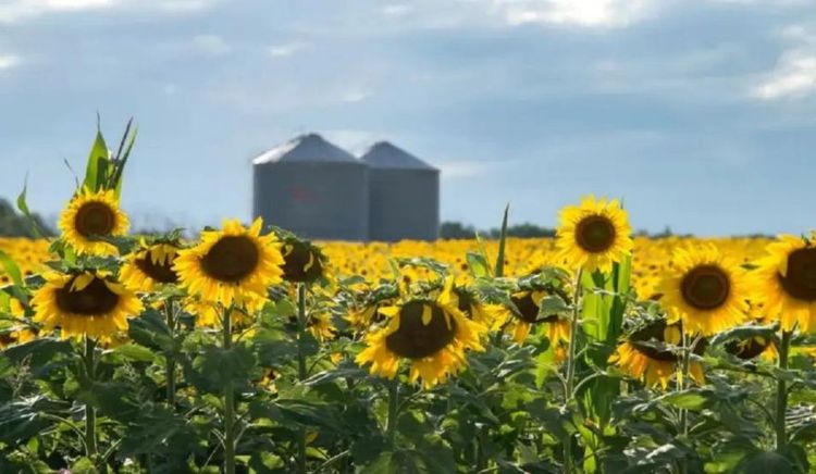 El girasol alcanzó su mayor superficie en dos décadas pero una brecha del 34% muestra el potencial productivo que aún no se aprovecha
