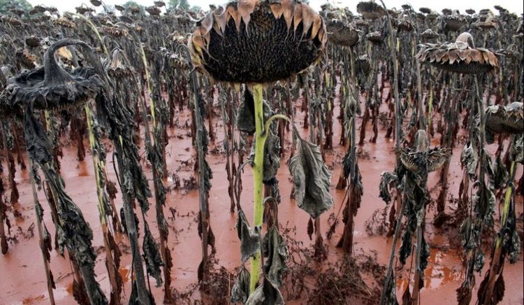 La molienda de girasol de marzo 2026 marcó el récord de los últimos 17 años