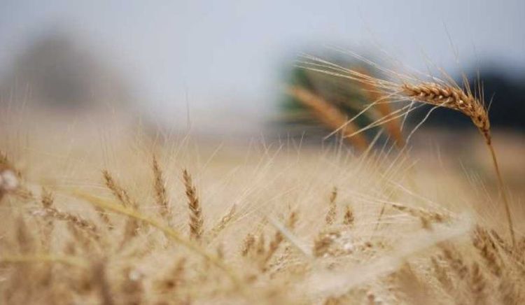 La molinería en alerta amarilla porque no consigue abastecerse de trigo