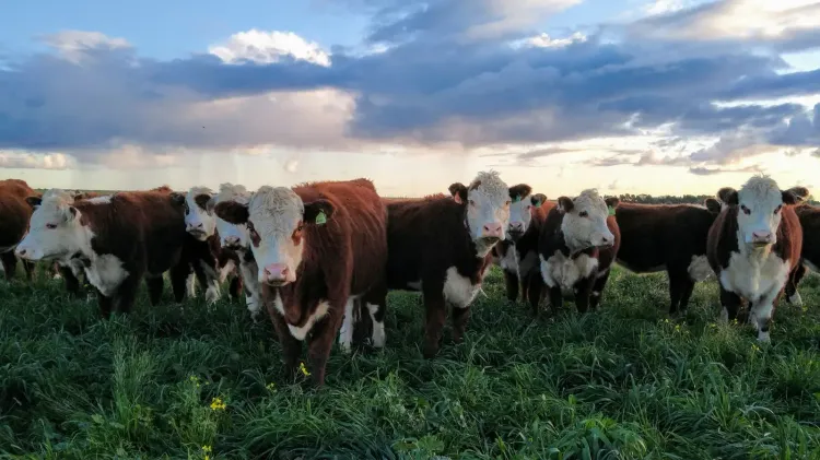 La faena vacuna de Río Negro creció un 7% en el primer trimestre de 2026 y superó las 38.900 cabezas