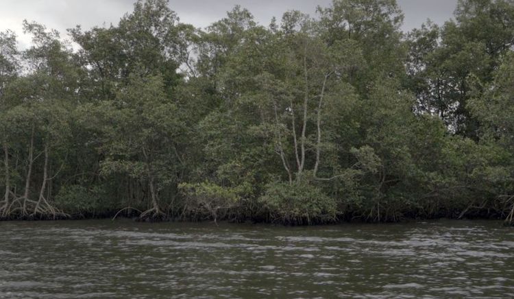 El Puerto de Santos licitó la ejecución de sus programas ambientales exigidos por el Ibama