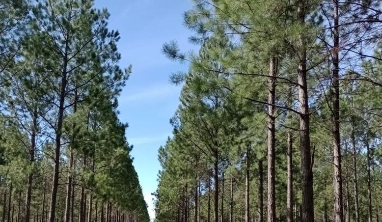 La industria forestal cerró 2025 con un crecimiento del 18% y exporta a más de 70 mercados
