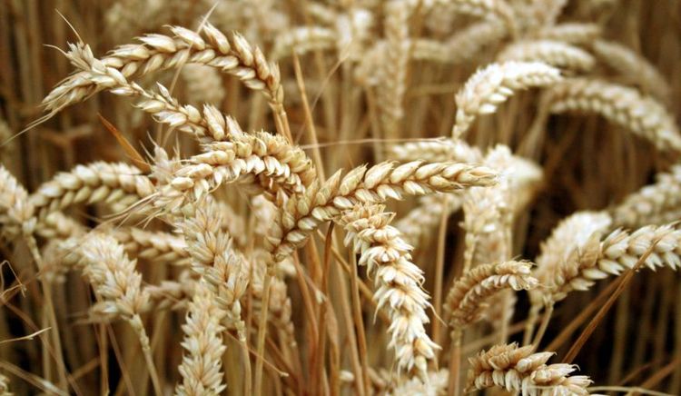 La cosecha récord de trigo impulsa la molienda a su nivel más alto desde 2020