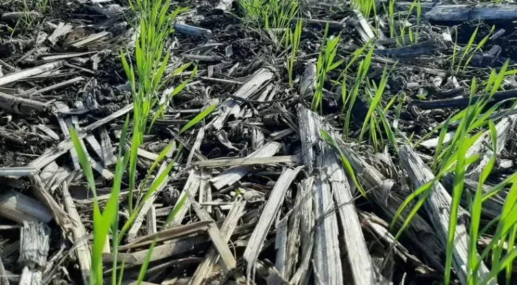 Más nutrientes en trigo: rendimientos hasta 62% superiores y mejor eficiencia en el uso del agua