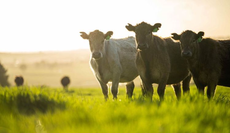 La exportación de carne vacuna superó USD 1.000 millones en el primer trimestre