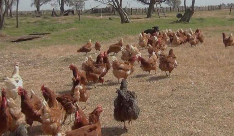 Investigación sobre seguridad alimentaria de la Universidad Nacional de Luján es premiada por la Asociación Latinoamericana de Avicultura (ALA)