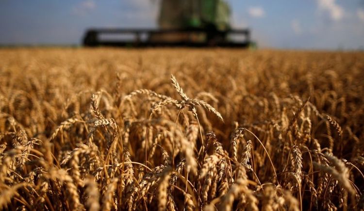 La Bolsa de Cereales lanzó la Campaña Fina 2026/27: se proyectan 21,3 millones de toneladas de trigo y una de las tres mayores cosechas de la historia
