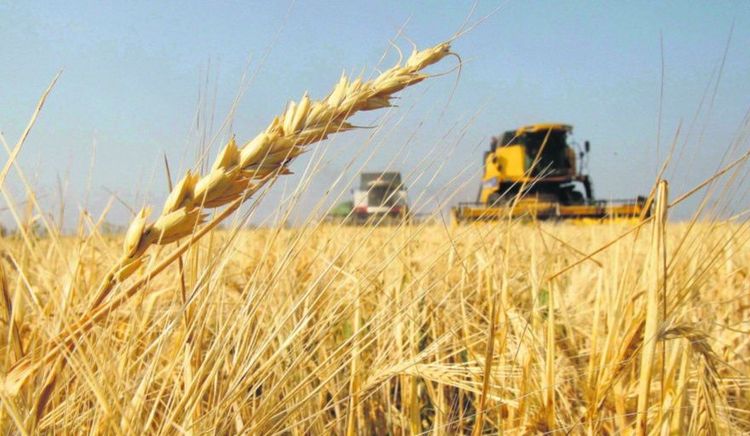 Girasol, soja y trigo lideraron el salto exportador de abril: las DJVE crecieron 24% respecto al mismo mes de 2025
