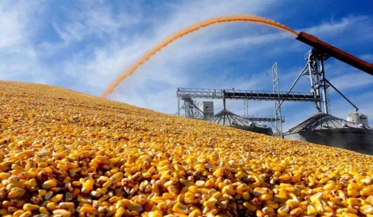El maíz argentino rompe récords: exportaciones, existencias y precios en alza simultánea