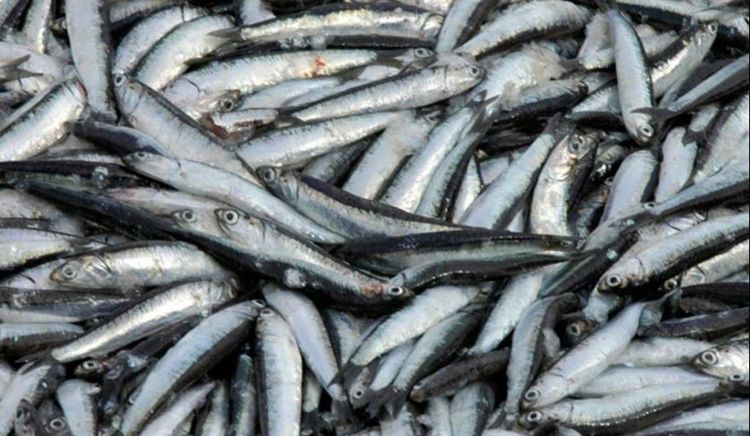 El CFP asignó cuotas de reserva social y habilitó la pesca de anchoíta en zona de veda