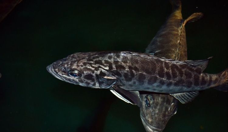 El INIDEP logró obtener juveniles de chernia en condiciones experimentales tras más de una década de investigación