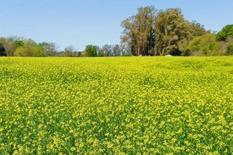 Carinata, camelina y colza: contratos integrados y certificación sostenible definen la comercialización de las oleaginosas invernales en Argentina