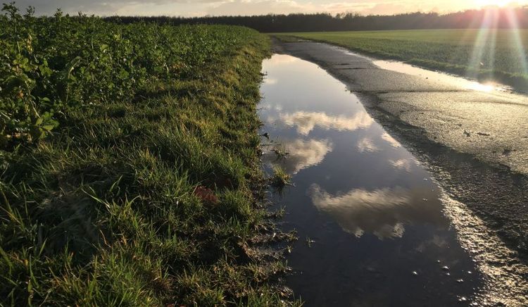 Lluvias excesivas, maíz con mermas del 25% y soja rezagada marcan el cierre de campaña en el sudeste bonaerense