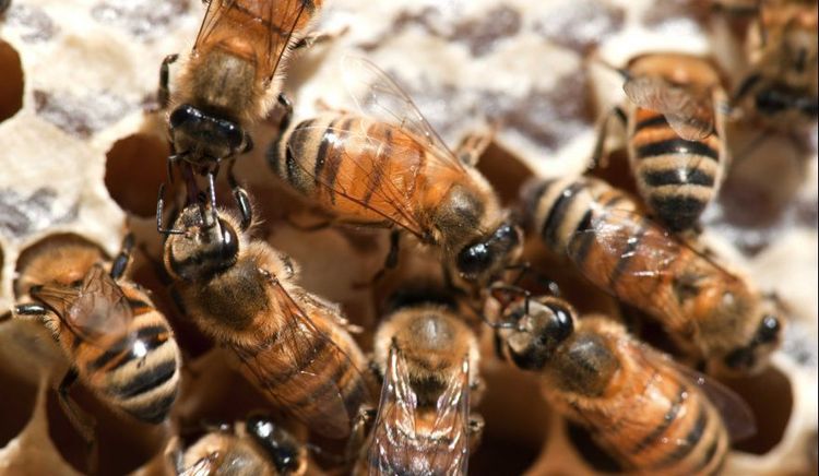 El SENASA destacó el rol de las abejas en la producción de alimentos y renovó la alerta por el Pequeño Escarabajo de las Colmenas