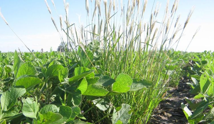 El INTA Manfredi confirmó biotipos de Chloris virgata resistentes a glifosato y haloxifop metil en el centro de Córdoba