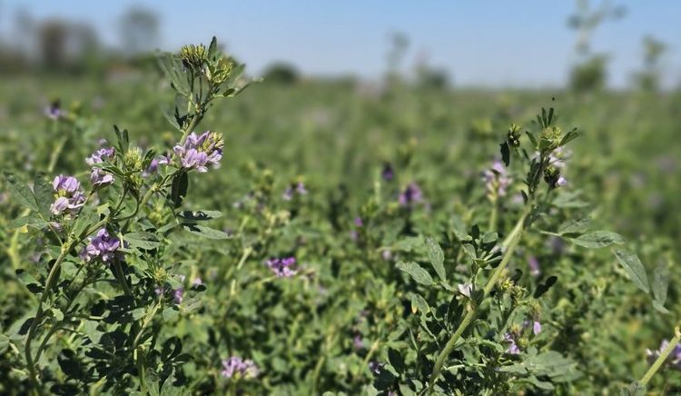 Las exportaciones de alfalfa crecieron casi un 92% en el primer trimestre y sostienen tres años de alza consecutiva