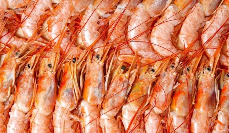 Estados Unidos pagó USD 10.993 por tonelada de langostino argentino en 2025