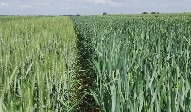 La urea subió un 86% interanual y presiona los márgenes del trigo y la cebada en el arranque de la campaña fina 2026/27