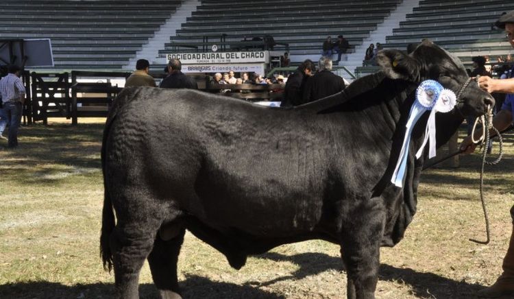 El Gobierno Nacional implementó beneficios impositivos para incentivar el mejoramiento genético animal