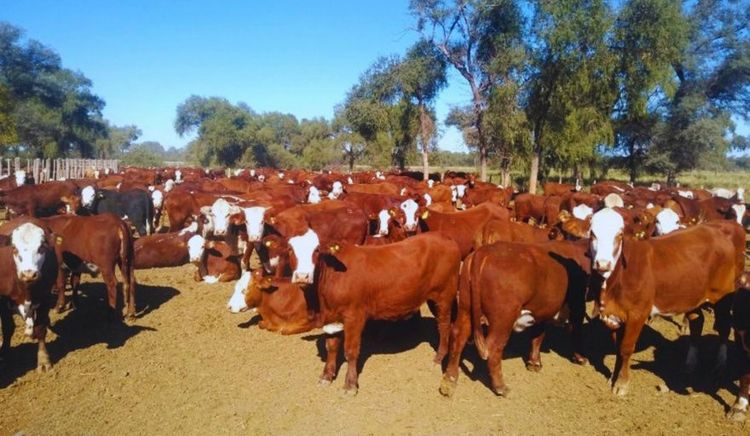El diagnóstico temprano de preñez mejora la eficiencia en la cría