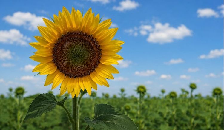 Senasa recomendó el uso de semilla fiscalizada ante la siembra de girasol