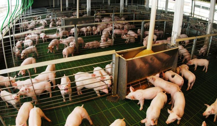 Las exportaciones de la cadena porcina crecieron 161% en valor durante el primer cuatrimestre de 2026