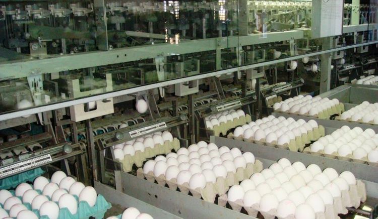 Las exportaciones de ovoproductos crecieron 28,5% en valor en el primer cuatrimestre de 2026 y totalizaron USD 10,8 millones