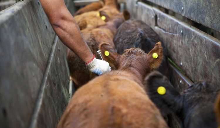 SENASA puso en marcha la segunda campaña anual de vacunación contra la fiebre aftosa y la brucelosis bovina