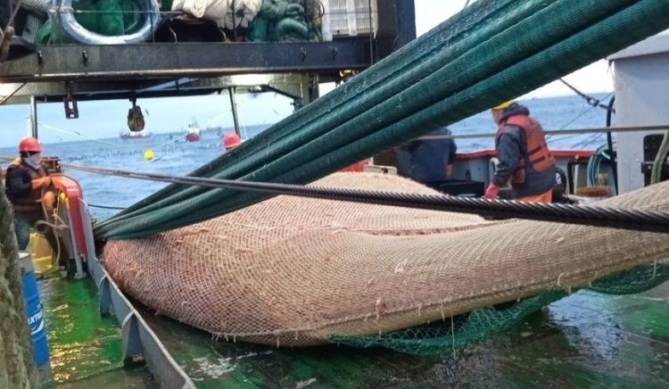 Habilitan la pesca comercial de langostino en las Subáreas N° 8 y 14 tras los resultados de la prospección