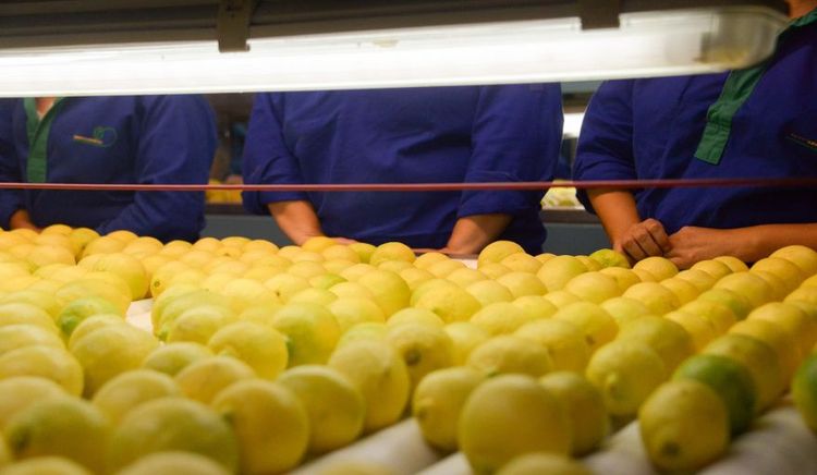 Las exportaciones del complejo de cítricos agrios crecieron 36% en valor y alcanzaron el récord de los últimos 20 años