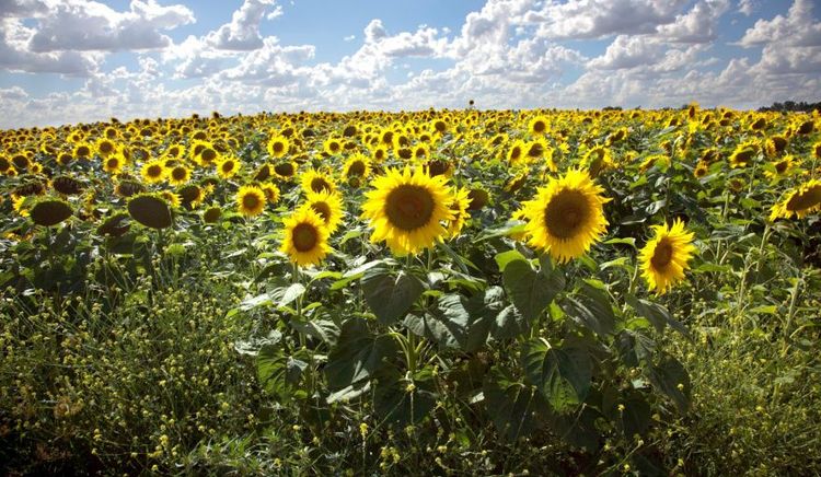 El girasol completó cuatro meses consecutivos de molienda récord