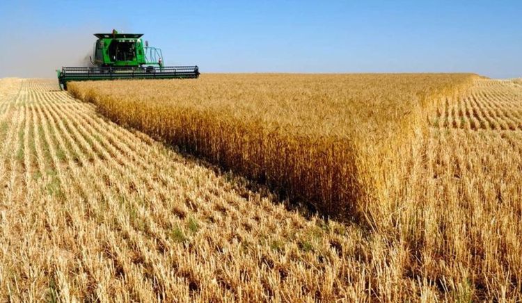 Las estimaciones para la cosecha de trigo en Brasil proyectan una caída del 20% en el ciclo 2026