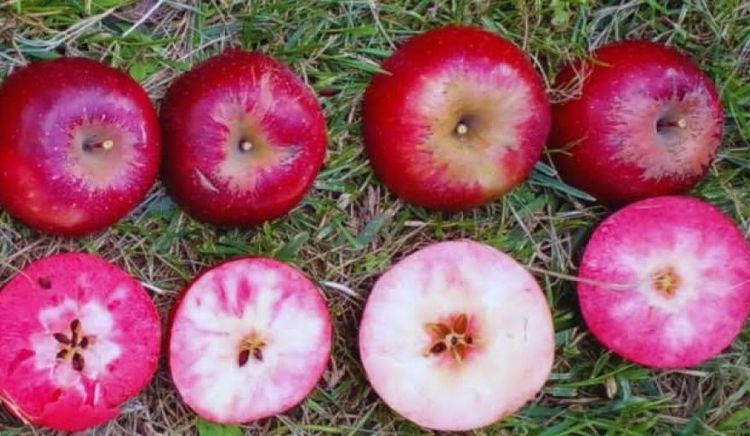 El INTA evalúa la adaptación agronómica de nuevas variedades de manzanas de pulpa roja en el Alto Valle