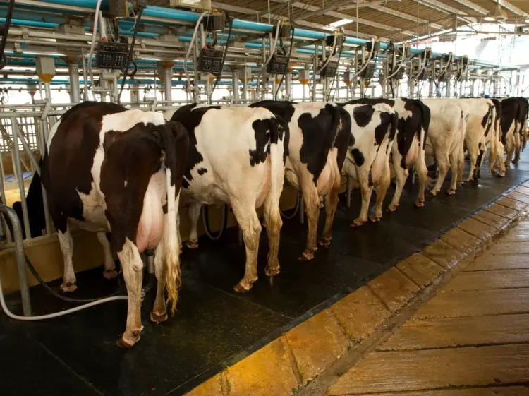 El sector lácteo: producción récord y las exportaciones más fuertes de la década
