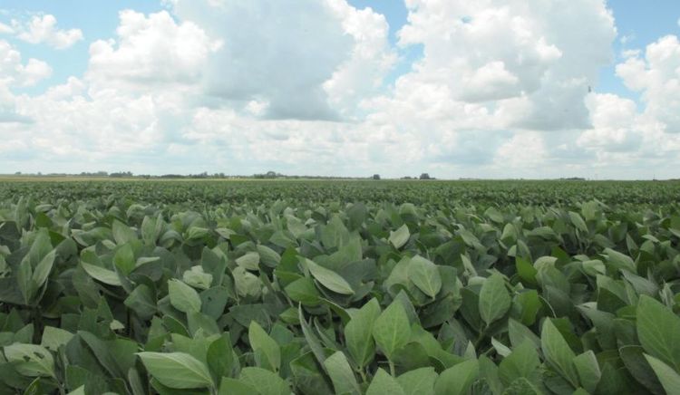 Hito global: Argentina es el primer país en aprobar una nueva tecnología herbicida tras cuatro décadas sin lanzamientos