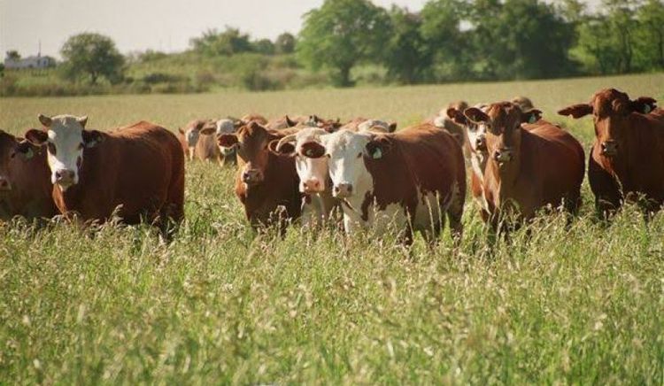El complejo de la carne bovina registró un récord histórico de exportaciones por 1.654 millones de dólares