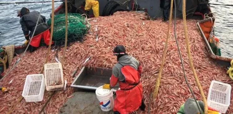 Chubut garantizó el inicio de la temporada nacional de langostino tras un acuerdo clave con el SUPA
