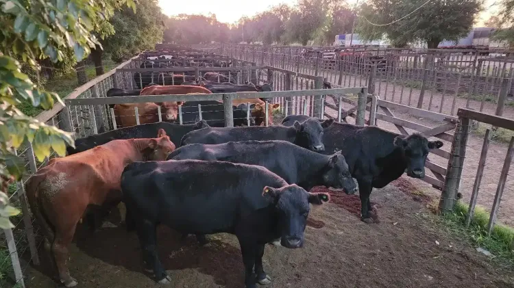 El peso promedio de faena de bovinos alcanzó un récord histórico de 240 kilos en mayo