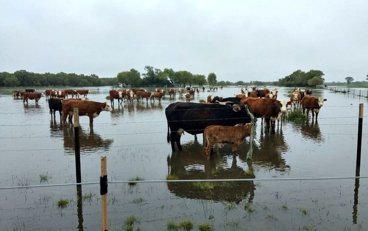 Ante la probabilidad de inundaciones por El Niño en el Noreste, SENASA recomendó anticipar la logística y actualizar la documentación ganadera