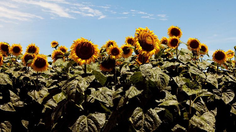 Fortalecen las acciones de prevención para evitar el ingreso del jopo del girasol a la Argentina