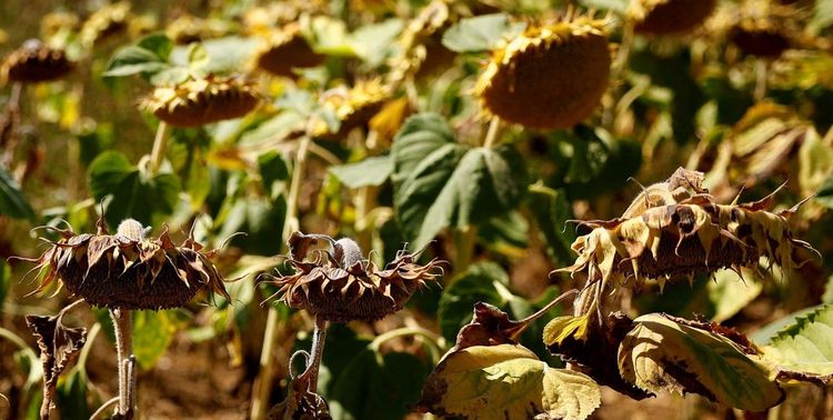 El girasol consolida un crecimiento récord global y el complejo argentino duplica sus exportaciones con molienda histórica