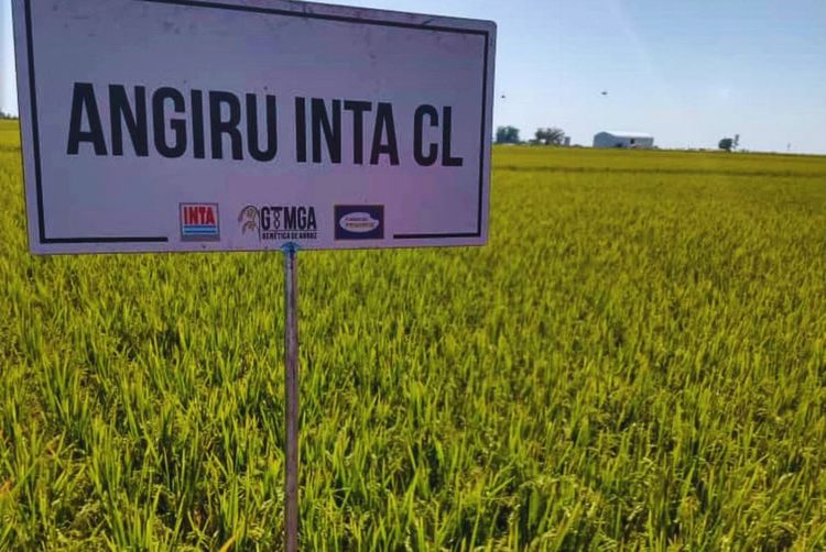 Un estudio del INTA determinó la dosis óptima de nitrógeno en el arroz Angirú INTA CL para superar los 11.000 kilos por hectárea