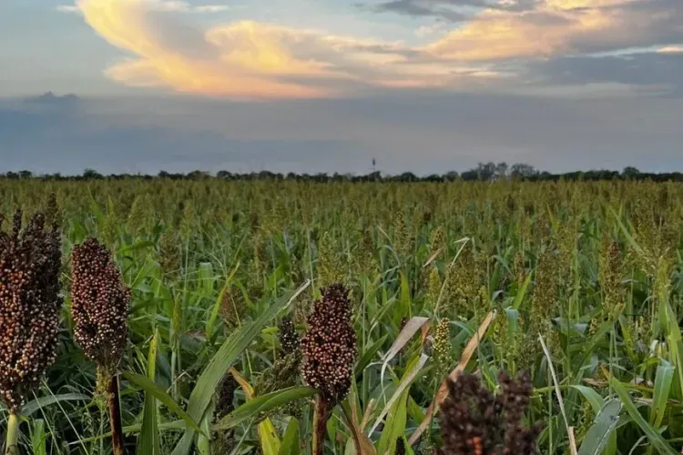 El sorgo readecua su superficie en la campaña 2025/26 ante la recuperación del área maicera